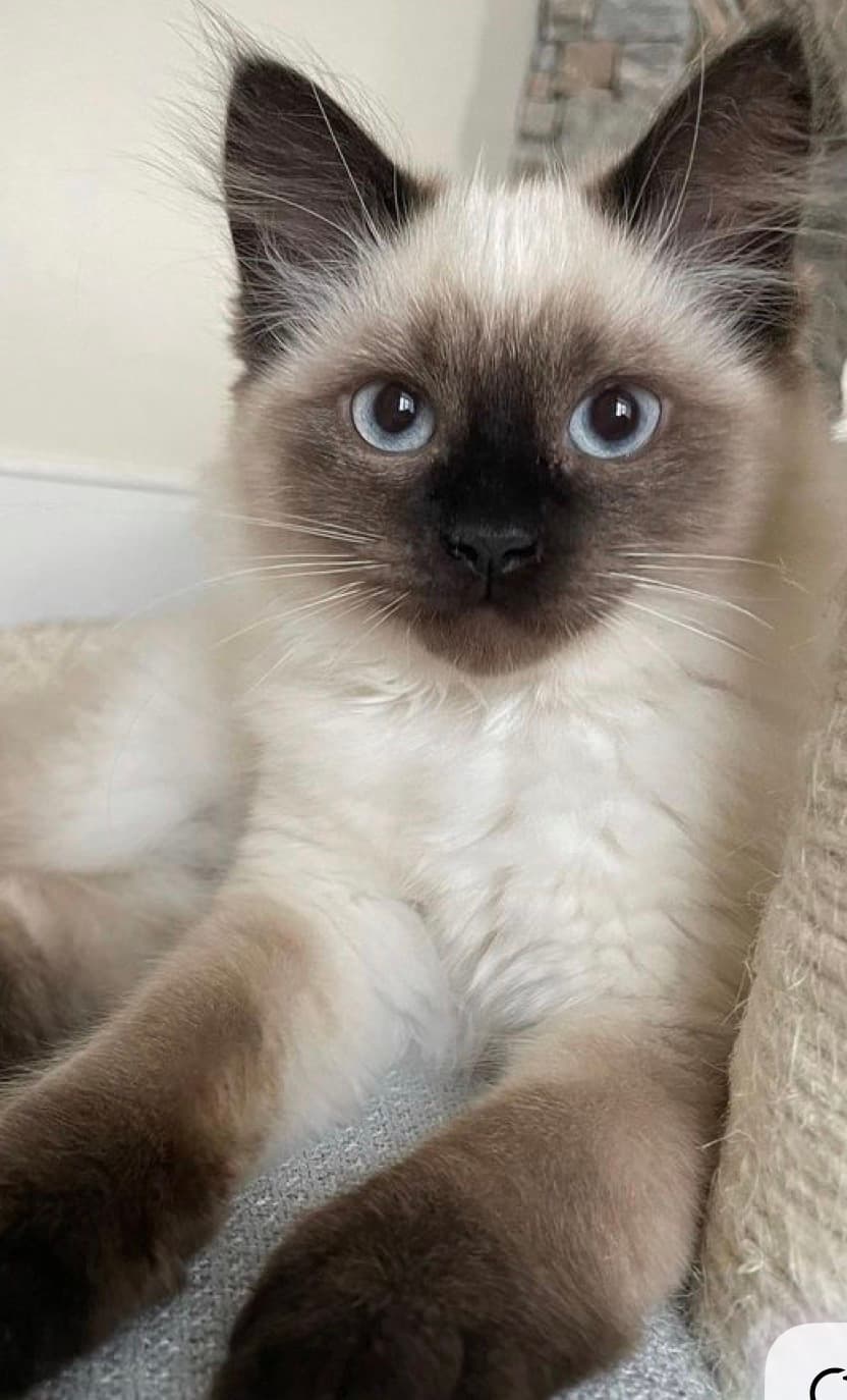 Gato Siames — foto 1